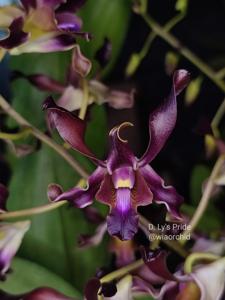 Dendrobium Ly's Pride