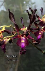 Dendrobium Ly's Pride