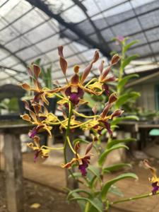 Dendrobium Ly's Pride