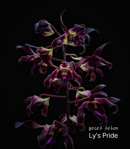 Dendrobium Ly's Pride