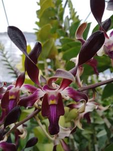 Dendrobium Ly's Pride