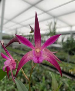 Dendrobium Lorikeet