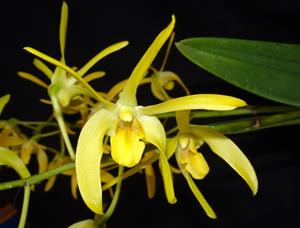 Dendrobium Manning