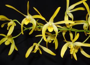 Dendrobium Manning