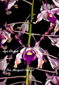 Dendrobium Margaret Thatcher