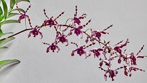 Dendrobium Margaret Thatcher