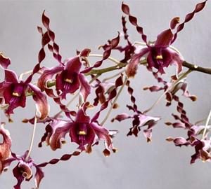 Dendrobium Margaret Thatcher