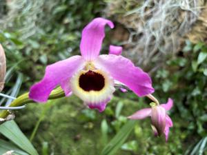 Dendrobium Malones