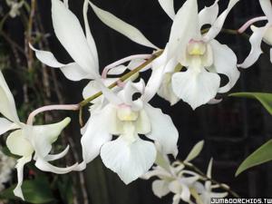 Dendrobium Manager's Drive