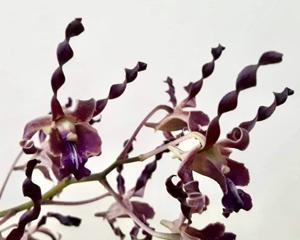 Dendrobium Maggie Yong