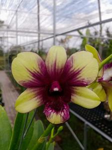 Dendrobium Madame Vipa