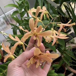 Dendrobium May Neal