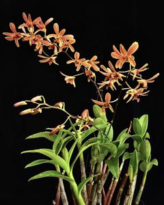 Dendrobium May Neal