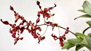 Dendrobium Momi Cummins