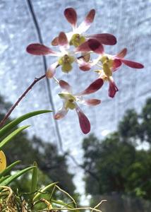 Dendrobium Mighty Mite