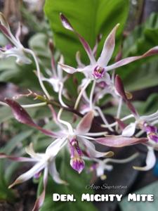 Dendrobium Mighty Mite