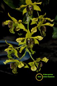 Dendrobium New Guinea