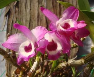 Dendrobium Oriental Spirit