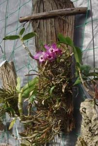 Dendrobium Oriental Spirit