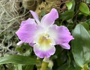 Dendrobium Pink Doll