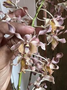 Dendrobium Peter Petersen