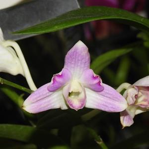 Dendrobium Penang Candy