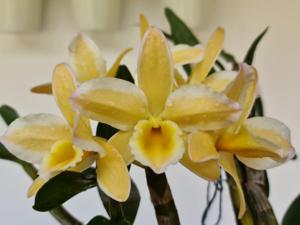 Dendrobium Pittero Gold