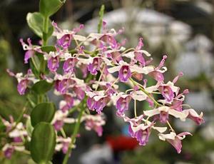 Dendrobium Pink Lips