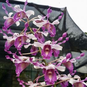 Dendrobium Pink Lips