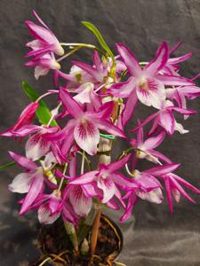 Dendrobium Rainbow Dance