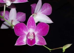 Dendrobium Red Ballerina