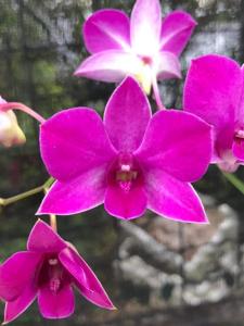 Dendrobium Red Ballerina