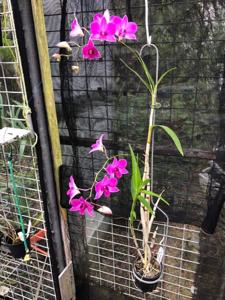 Dendrobium Red Ballerina