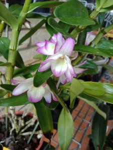 Dendrobium Sakura