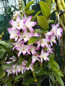 Dendrobium Sakura