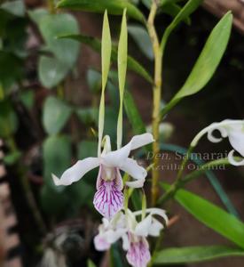 Dendrobium Samarai