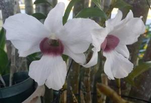 Dendrobium Snow Festival