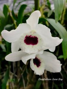 Dendrobium Snow Boy