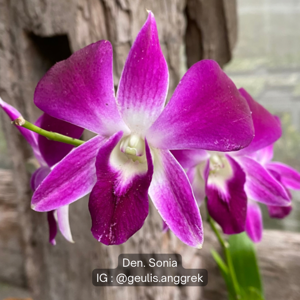 Dendrobium Sonia