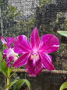 Dendrobium Sonia