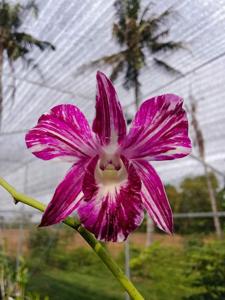 Dendrobium Sonia