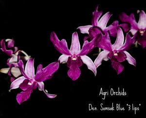 Dendrobium Somsak