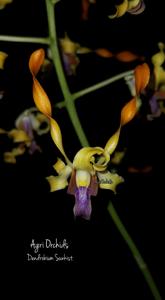 Dendrobium Sunkist