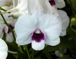 Dendrobium Starlet