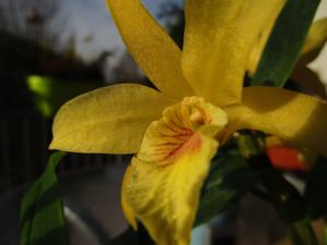 Dendrobium Stardust