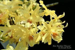 Dendrobium Stardust