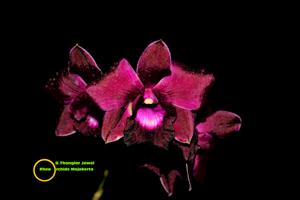 Dendrobium Thonglor Jewel