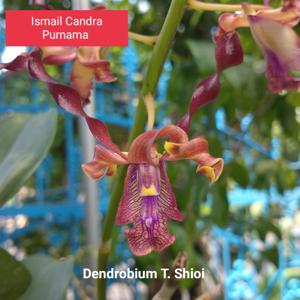 Dendrobium T. Shioi