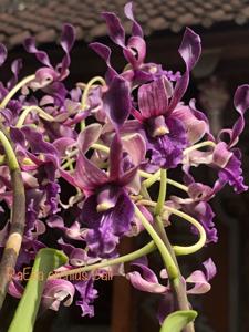 Dendrobium Tosons