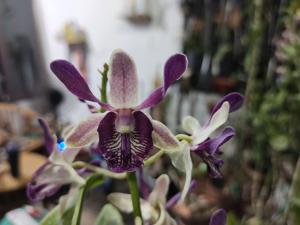 Dendrobium Tosons